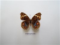 藏品(青眼蛺蝶)的圖片